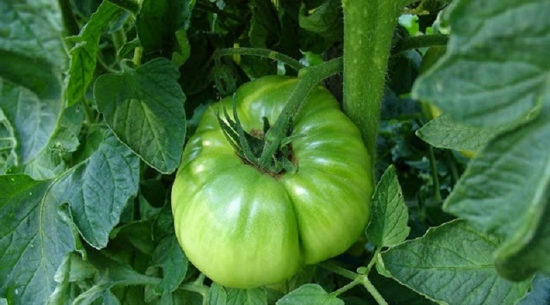 Tomato Plants with Cloches
