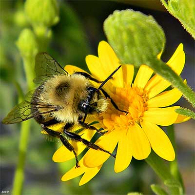 squash bee pollinating squash blossom close-up