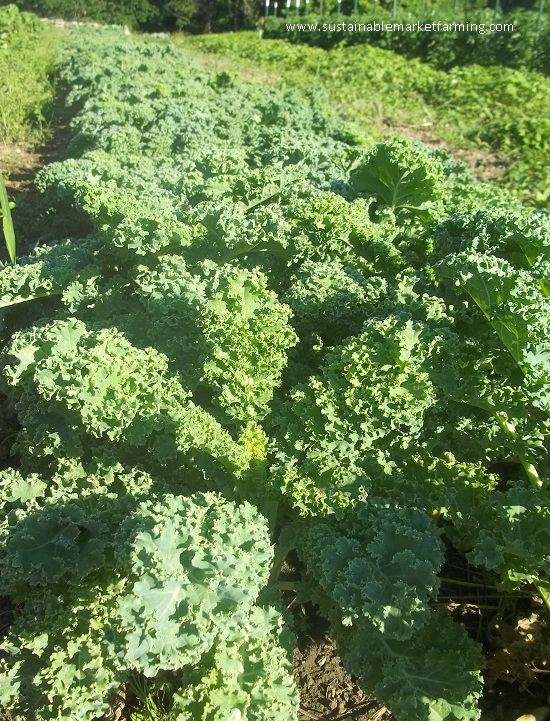 A vibrant photo of fall crops like kale, Brussels sprouts, and carrots ready for harvest.