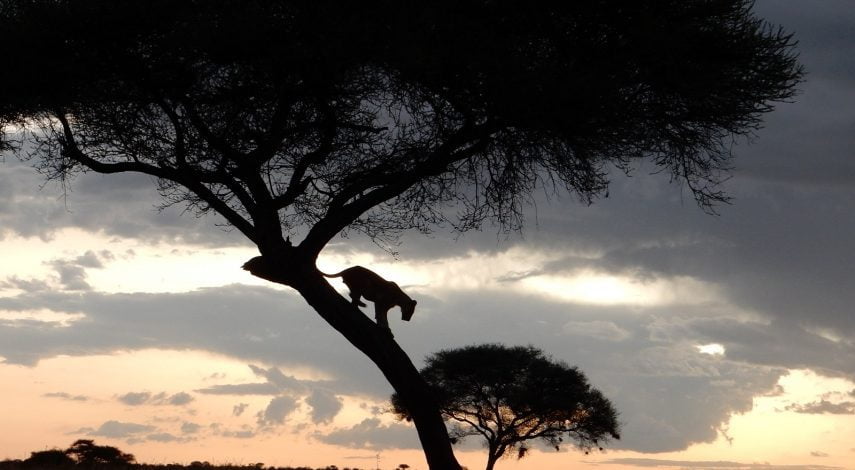 Lion relaxing in a tree