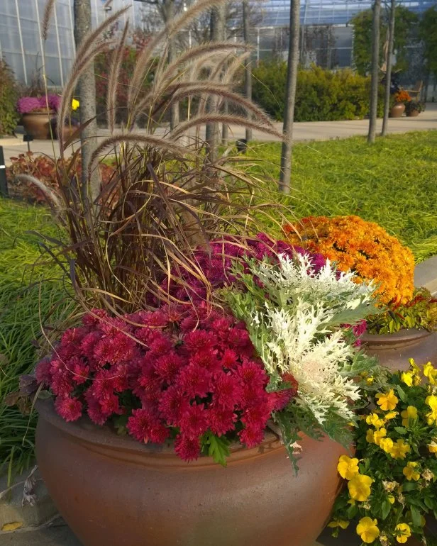 fall flowers