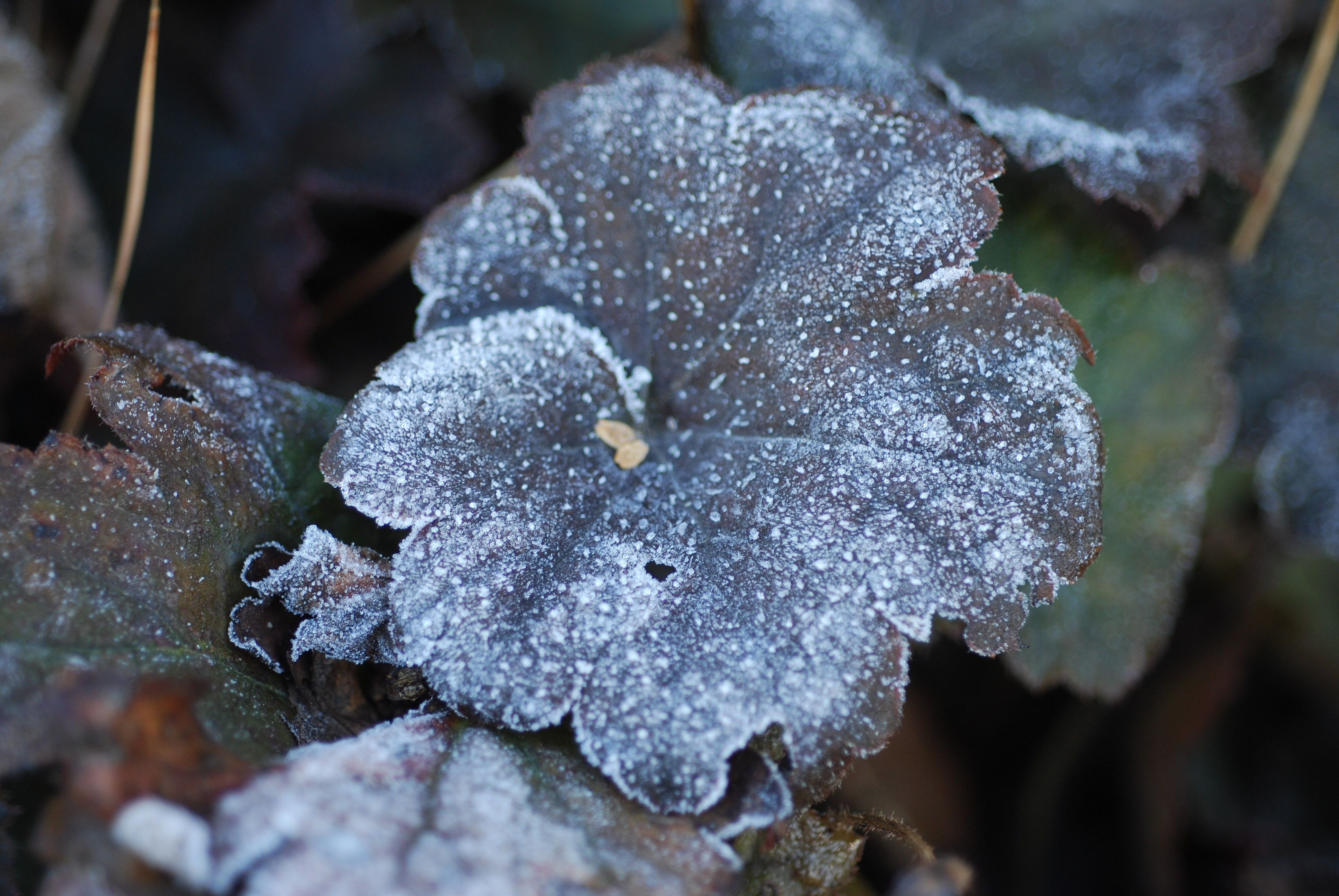 Icy garden