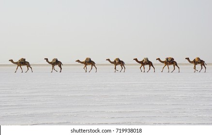 Panoramic view of a camel caravan traversing the Lake Asale salt flats at sunrise, with the Afar salt miners in traditional attire.