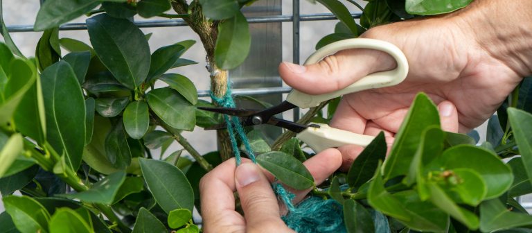 # Desert Botanical Gardens: Curated Luxury Experie...