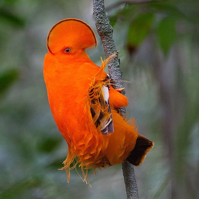 Scarlet Macaw in Iwokrama Forest