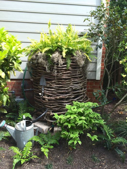 A thriving homestead garden being watered with collected rainwater.