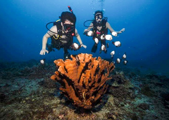 # An Ocean of Love: Sustainable Sea Adventures for...