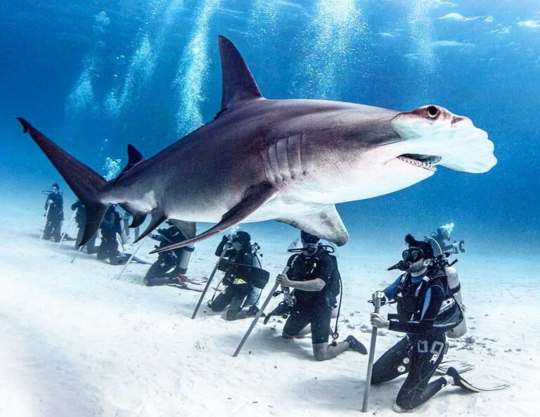 # Protecting Our Oceans: Adventures with a Purpose...