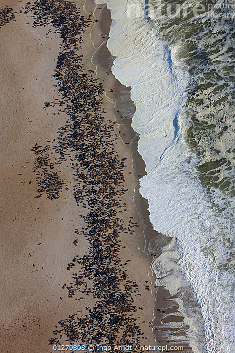 Himba woman in traditional attire