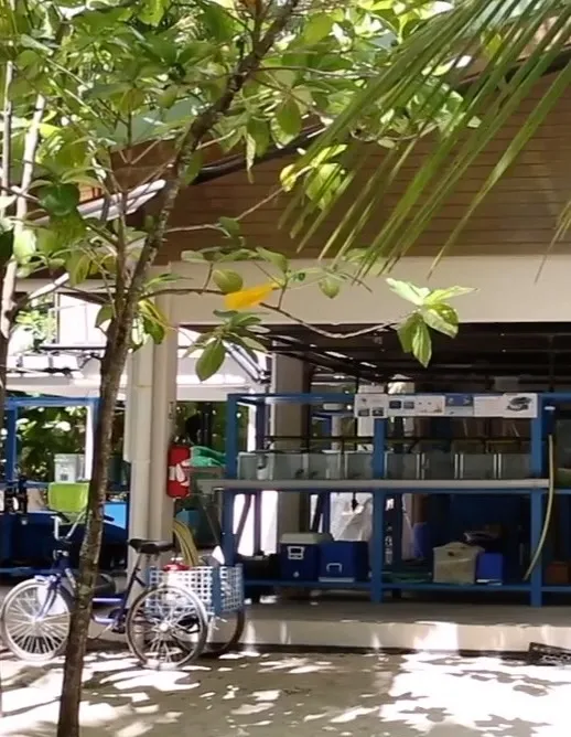 Underwater photo of Kai participating in the coral reef restoration project, planting coral fragments.