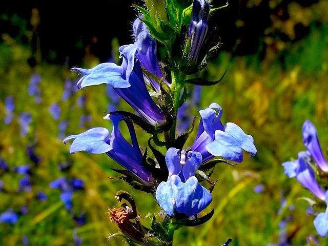 late-blooming lobelia