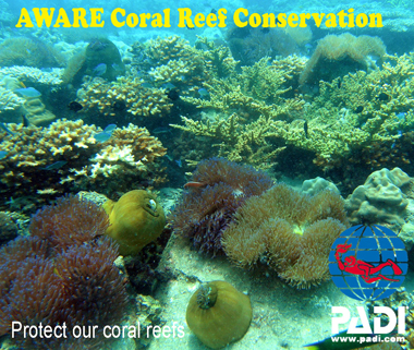 Mateo and Javier planting mangrove seedlings along the shoreline of Song Saa, participating in the resort's conservation efforts.