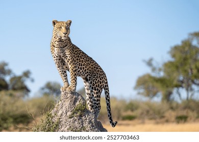 African leopard panthera pardus posing
