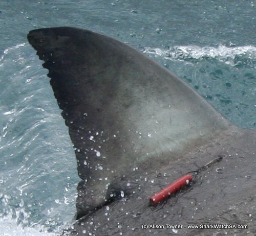 Pilot whales swimming in the Atlantic Ocean