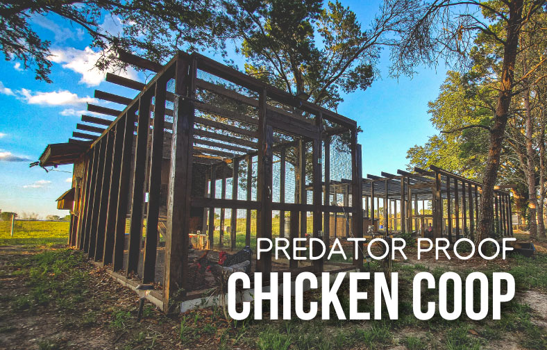 Image of a predator-proof chicken coop with an attached run covered in wire mesh.