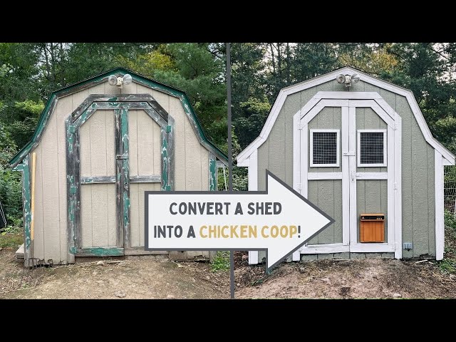 Constructing a chicken door in the shed wall