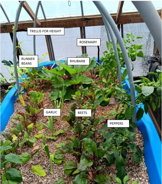 A bed of marigolds interspersed with various vegetable plants, demonstrating their role in protecting the garden from pests and attracting beneficial insects.