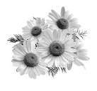 Pollinator-Friendly Ferments: Cultivating a Buzz...