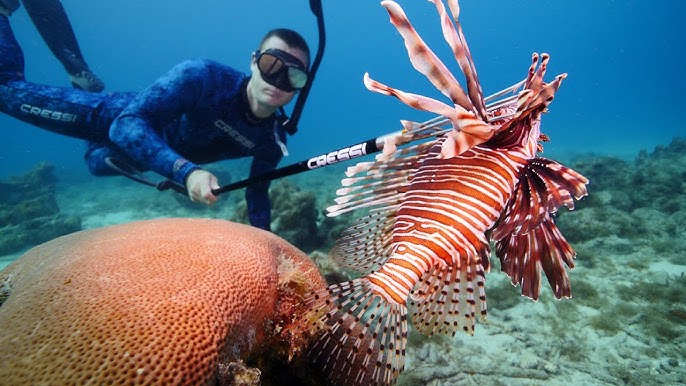 Action shots of freedivers hunting lionfish with specialized spears in the Caribbean.