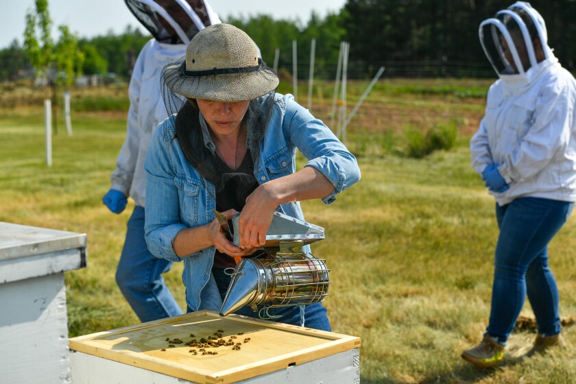 Medium shot of the finished beehive lid, showing its overlapping design and sturdy construction. Focus on the durability and weather resistance of the lid. Natural light.
