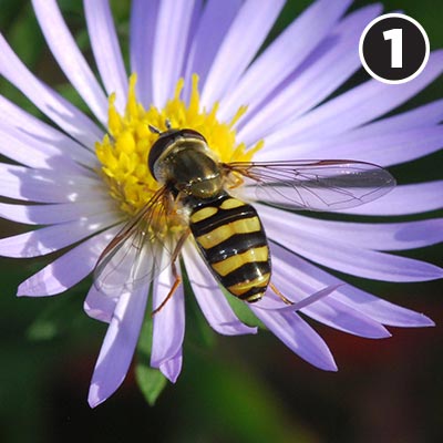 Beyond the Honeybee: 5 Underrated Pollinators t...