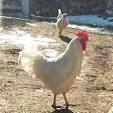 close-up chicken foraging vegetable garden