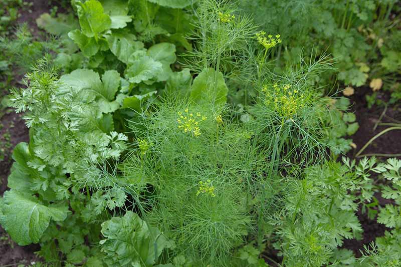Brassica Buddies: Companion Planting for a Bount...