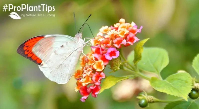 Autumn Abundance: Supporting Pollinators After...