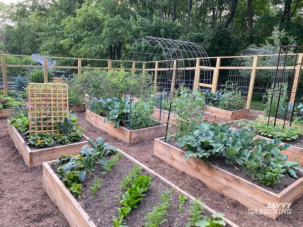 A completed raised garden bed filled with lush, healthy vegetables.