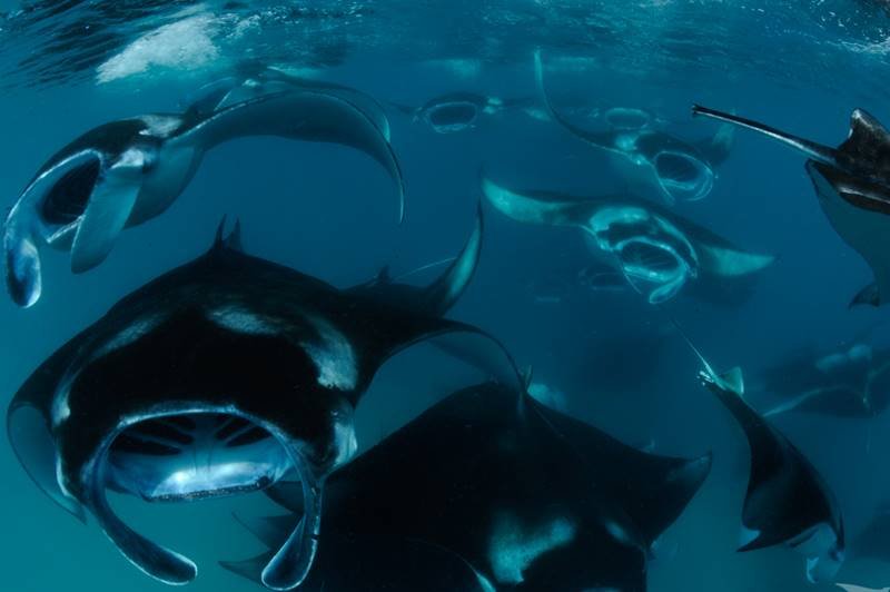 A large group of manta rays filter-feeding in the ocean, showing their distinctive wing-like fins and the abundance of plankton in the water. The image emphasizes the beauty and scale of the manta ray aggregation.