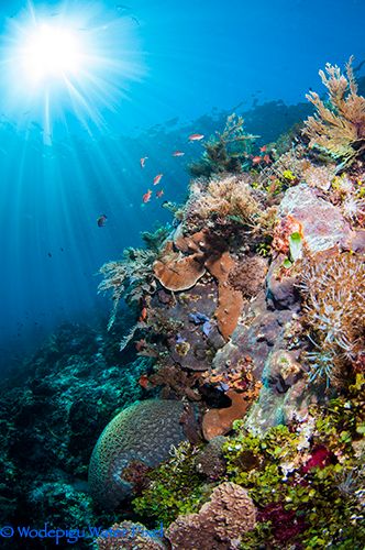 Komodo Islands underwater beauty