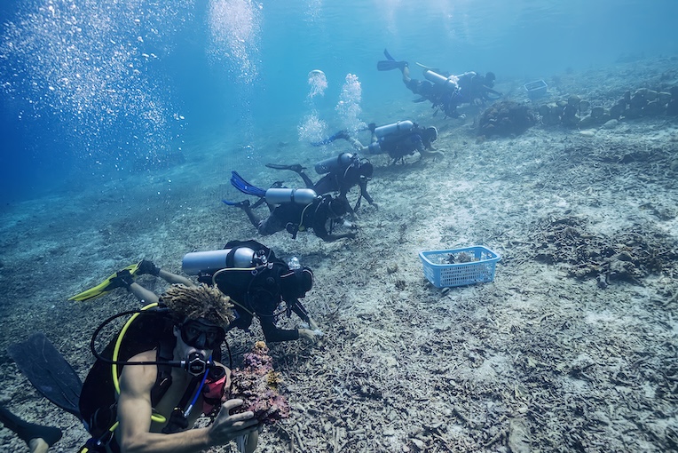 A vibrant coral reef teeming with fish.