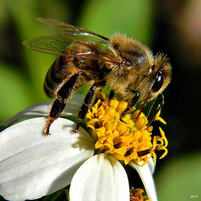 Pollinator Power: Extend the Buzz with Fall-Bloomi...