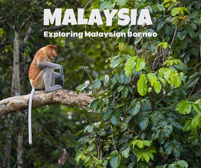 The Datai Langkawi amidst the rainforest canopy.