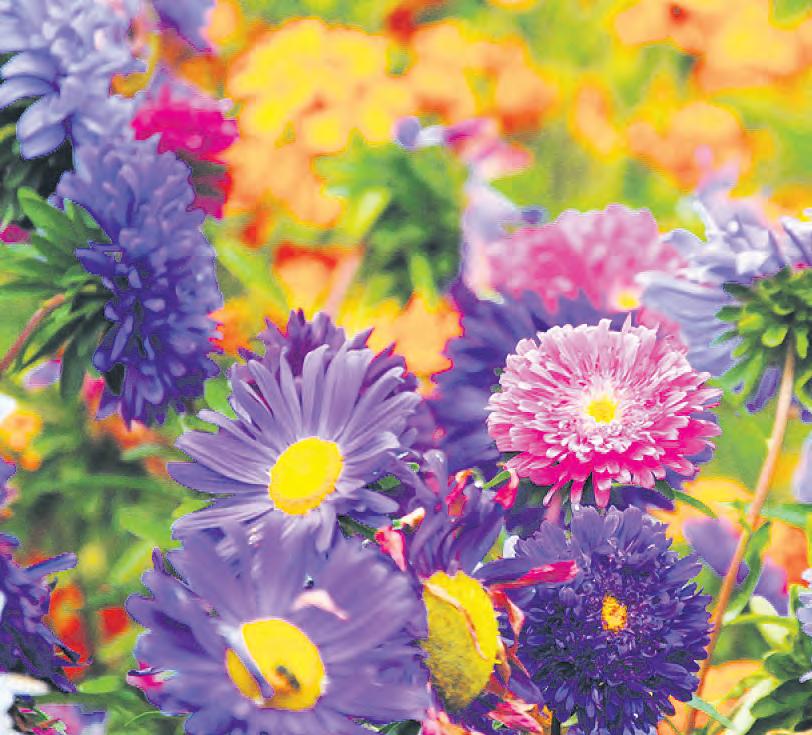 Assortment cottage garden flowers herbs vegetables