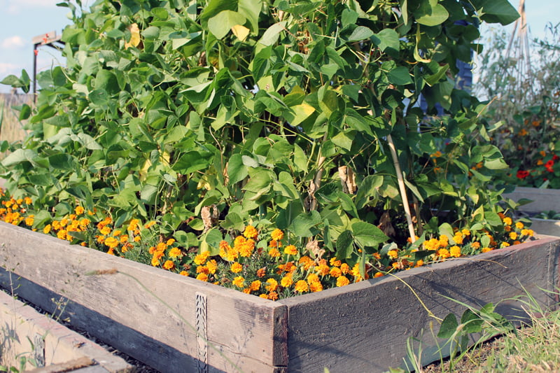 Plant a Pest-Free Paradise: The Magic of Compani...