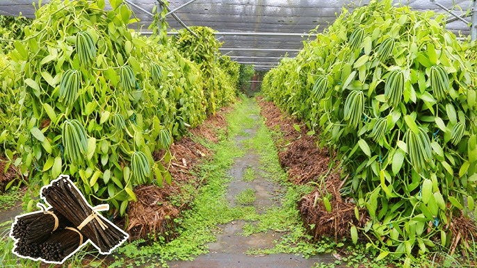 Deforestation in Nosy Be leading to sediment runoff into the ocean, impacting coral reefs.