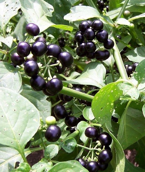 Garden-Huckleberry