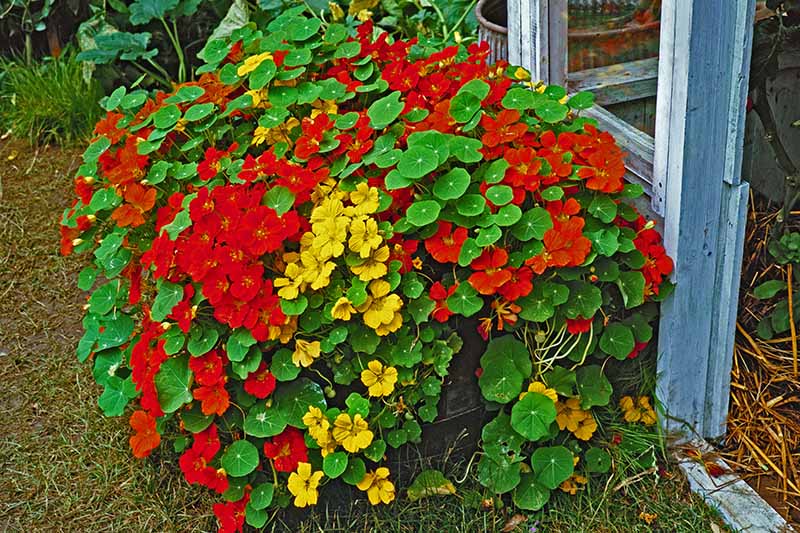 Colorful Nasturtiums Growing in a Pot