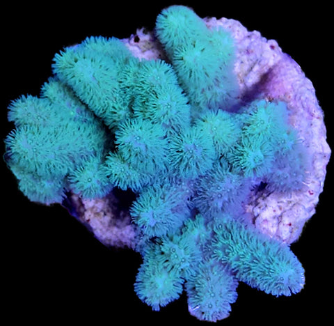 # Palau: A Family's Journey into Conservation

Pal...