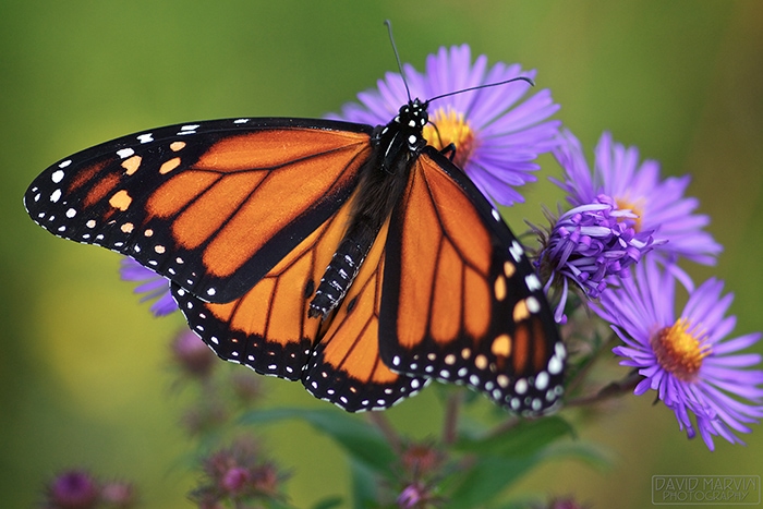 monarch butterfly late-blooming asters