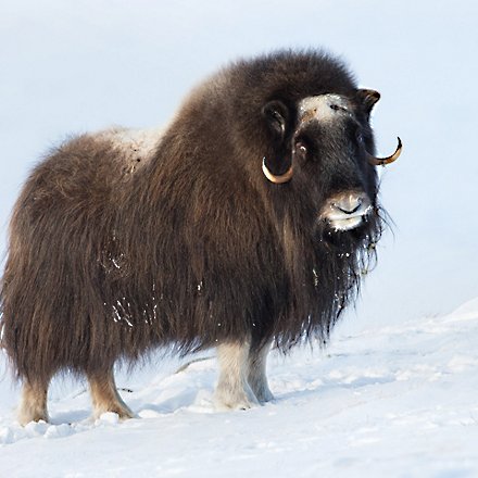 Devold of Norway Merino Wool