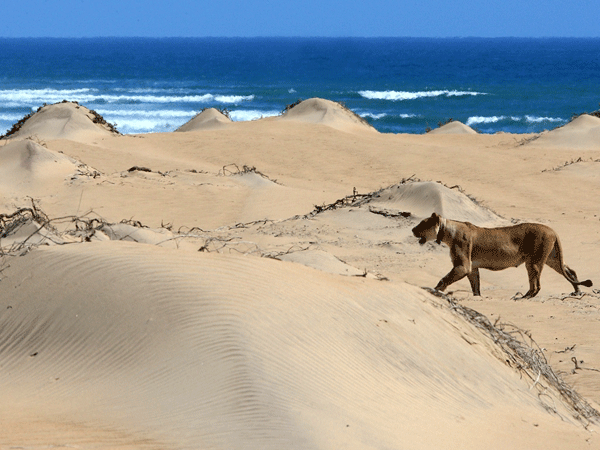 A plate of sustainably-sourced seafood along the Skeleton Coast.