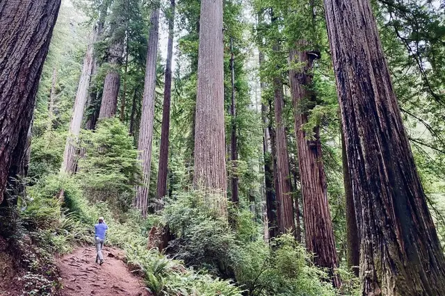 Cathedral Trail at Redwood National Park