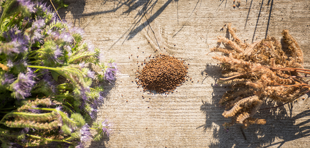 close-up of ripe seeds being extracted from pod