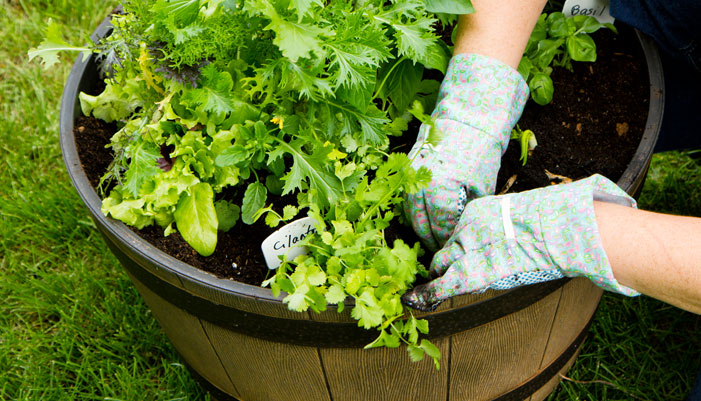 A family gathered around a table, enjoying a salad made with homegrown ingredients