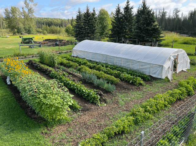 An interior shot of the completed greenhouse, overflowing with lush green herbs and leafy greens. The lighting is warm and inviting, highlighting the vibrant colors of the plants.