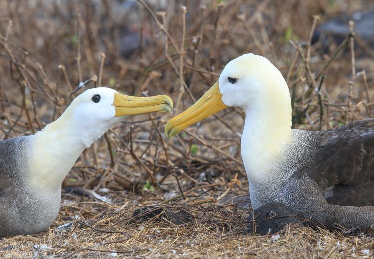 # Galapagos Through a Lens: A Wildlife Photographe...