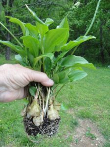 Pantry Power: Sustainable Food Storage for a Th...