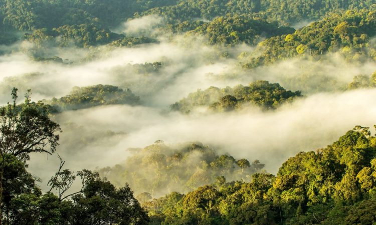 # Rwanda: Beyond the Gorillas - A Journey of Awe a...